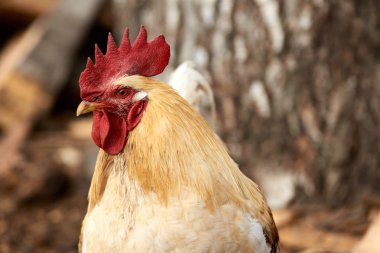 Kafa horoz. Büyük kırmızı tarak