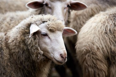 Namlu koyun. Damızlık hayvanlar soğuk sonbahar