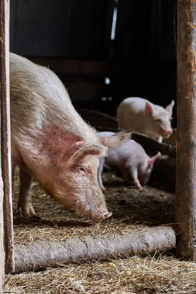 Большая свинья. Разведение животных. Сельское хозяйство — стоковое фото