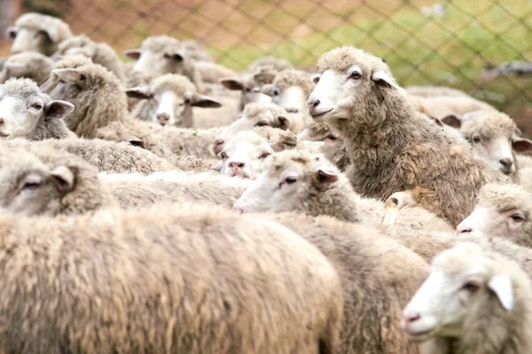 Criar animales. Ovejas de rebaño. Otoño frío — Foto de Stock