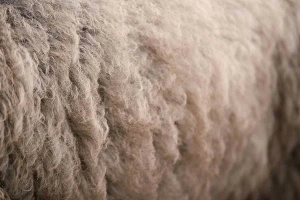 White sheep wool. Animal breeding