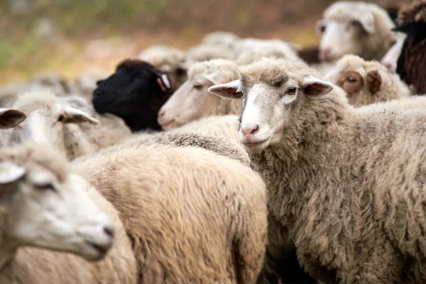 Damızlık hayvanlar. Koyun sürüsü. Soğuk sonbahar