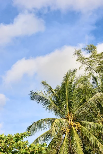 Modrá obloha. Zelené palmy na břehu — Stock fotografie