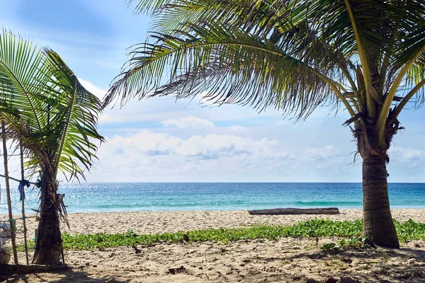 Palm trees on beach. Blue water. Light Sand — Stock Photo, Image