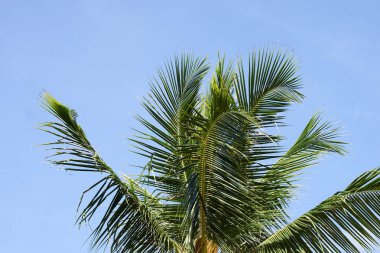 Yaprakları palmiye ağacı. Yeşillik. Mavi gökyüzü