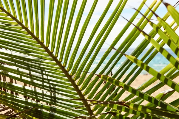 Green leaves palm tree. Sea shore