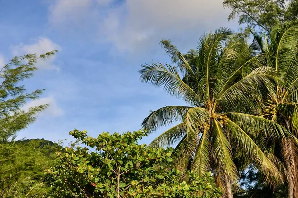 Des palmiers verts. Ciel bleu. journée ensoleillée — Photo