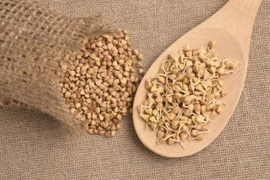 Buğday tahıl. Tahıl filizlenir. Tahta kaşık. Doğal arka plan