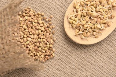 Fasulye filizi. Buğday tahıl. Doğal arka plan. Tahta kaşık