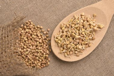 Buğday tahıl. Fasulye filizi. Doğal arka plan. Tahta kaşık