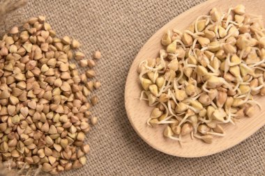 Fasulye filizi. Buğday tahıl. Doğal arka plan. Tahta kaşık