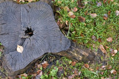 Yeşil çim. Eski karanlık güdük. Kuru yapraklar