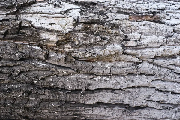 Φλοιό του δέντρου. Ανώμαλη επιφάνεια. Σκούρο φόντο. Φυσική υφή — Φωτογραφία Αρχείου