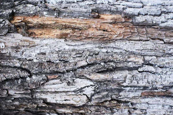 Φλοιό του δέντρου. Ανώμαλη επιφάνεια. Φυσική υφή. Σκούρο φόντο — Φωτογραφία Αρχείου
