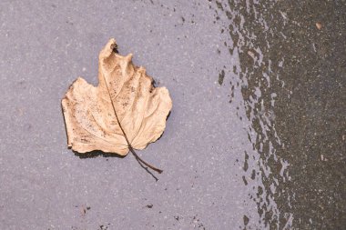Karanlık asfalt ıslak. Büyük sarı kuru sonbahar yaprak