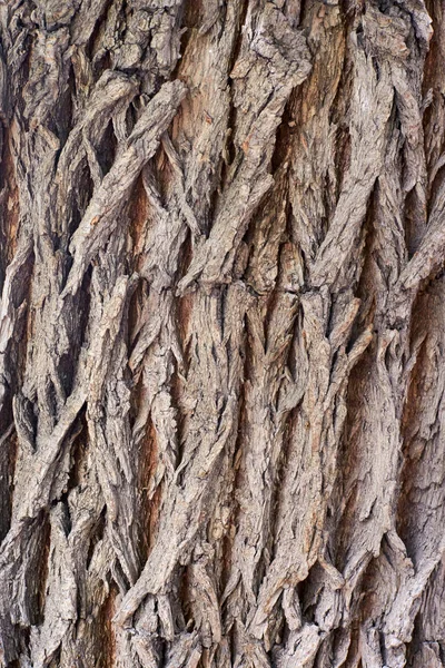 Ξηρό φλοιό δέντρου σκούρο. Βαθιές σχισμές. Ανώμαλη υφή — Φωτογραφία Αρχείου