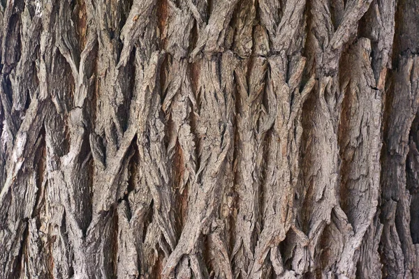 Ξηρό φλοιό δέντρου σκούρο. Ανώμαλη υφή. Βαθιές σχισμές — Φωτογραφία Αρχείου