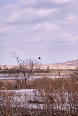 Kuru ot. Gri gökyüzü. Bulutlu hava