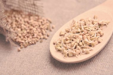 Buğday filizi. Kahverengi zemin. Tahta kaşık. Kabuğu çıkarılmış tane