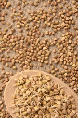 Tahta kaşık. Mısır gevreği filizlenir. Kahverengi zemin