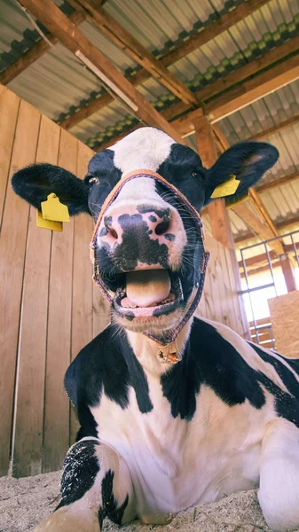 Больной сельскохозяйственный зверь. Коровий портрет, мясо говядины. Молочные коровы. Ушная бирка и этикетка — стоковое фото