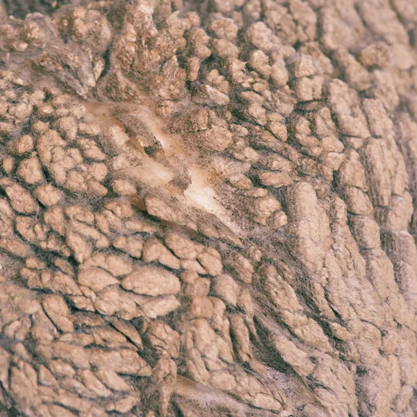 Szomorú kulunda tenyészjuhok. Fang megosztása. Hús-és szőrméfarm-termelés. Állati gyapjú. Closeup textúra minta — Stock Fotó