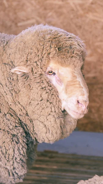 悲しいクルンダ繁殖羊。マズル共有。肉と毛皮の農産物の生産。動物の頭クローズアップポートレート見つめる — ストック写真