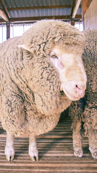 Sad kulunda breeding sheep. Muzzle sharing. Meat and fur farm production. Animal head. Closeup portrait staring