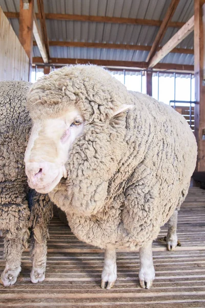 Sad kulunda breeding sheep. Muzzle sharing. Meat and fur farm production. Animal head. Closeup portrait staring — Stock Photo, Image