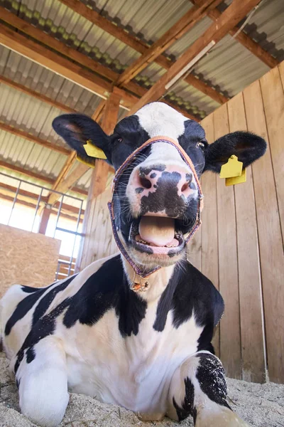 Больной сельскохозяйственный зверь. Коровий портрет, мясо говядины. Молочные коровы. Ушная бирка и этикетка — стоковое фото