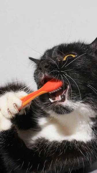 Black cat holding animal toothbrush — Stock Photo, Image