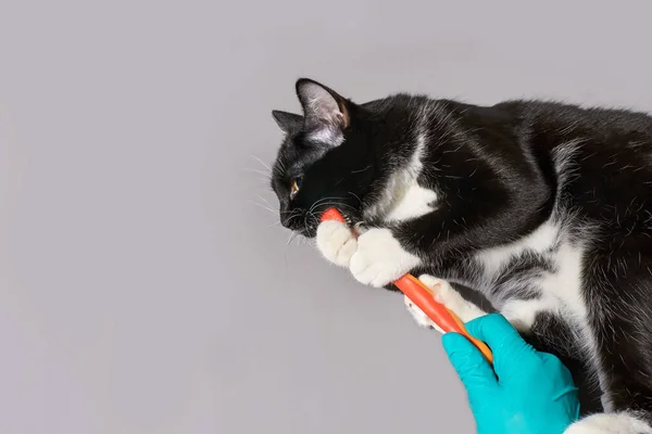 Gato preto segurando escova de dentes animal — Fotografia de Stock