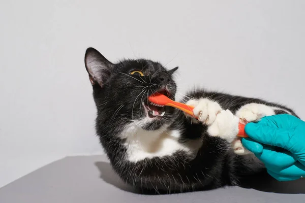 Черная кошка держит зубную щетку животного — стоковое фото