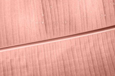 Palmiye ağacı dokusu. Tropik yapraklar. Güneş ışığı