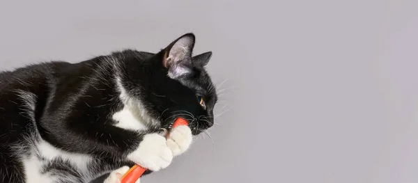 Black cat holding animal toothbrush — Stock Photo, Image