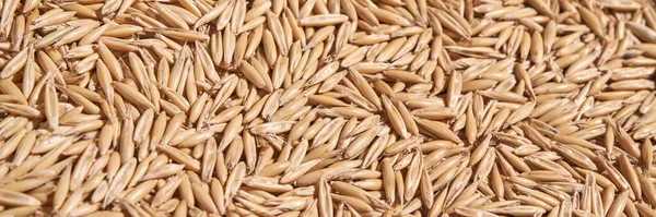 Oat grain texture. Natural organic market. Closeup