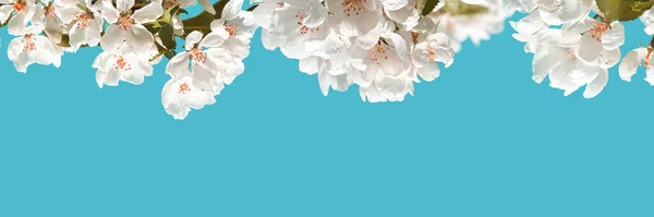 Jabloňová květina. Jasné letní zázemí. Jarní bílé ovoce květiny — Stock fotografie