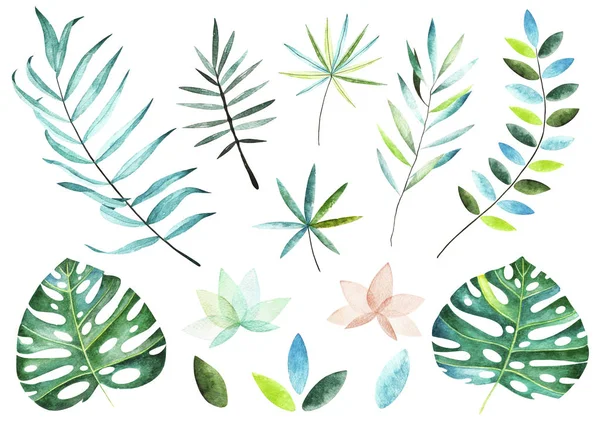 Tropikal bitki koleksiyonu. Suluboya öğeleri.