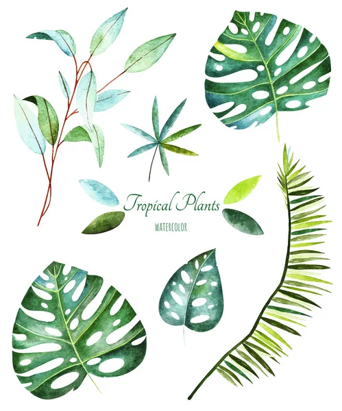 Trópusi növények gyűjteménye. Akvarell elemek. — Stock Fotó