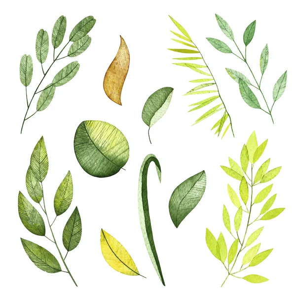 Éléments aquarelle. Collection de feuilles et branches incluses . — Photo