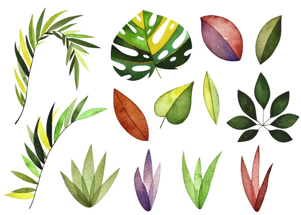 Suluboya tropikal koleksiyonu. 