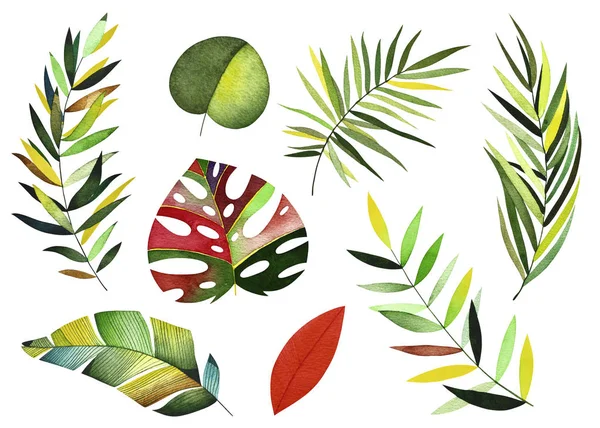 Suluboya tropikal koleksiyonu. 