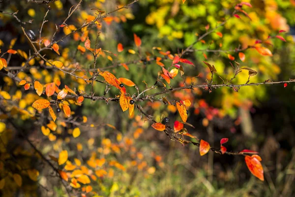 Zonnige herfst warme dag in de stad — Stockfoto