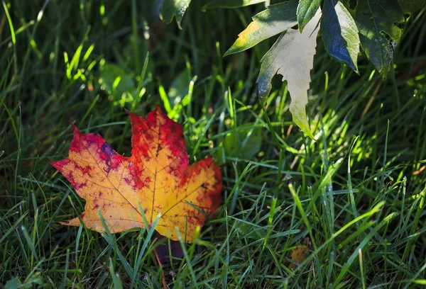 Zonnige herfst warme dag in de stad — Stockfoto