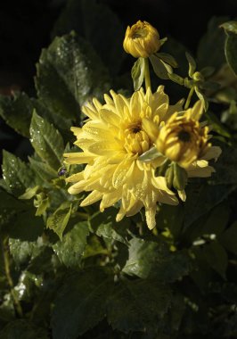 dahlia ile güneşli gün