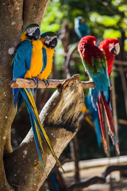 Hayvanat Bahçesi içinde ara
