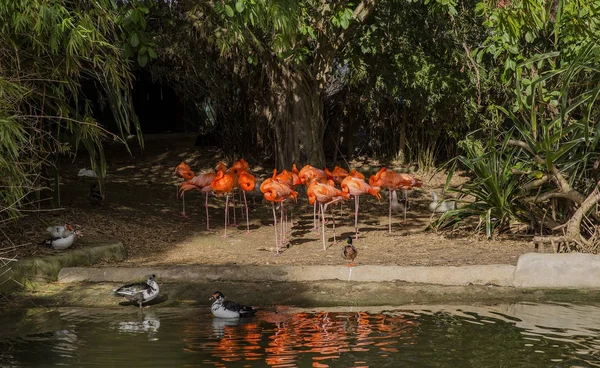 Hayvanat bahçesindeki pembe flamingo — Stok fotoğraf