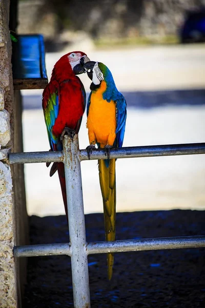 Ara im Zoo — Stockfoto