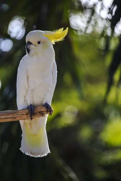 Cacatoès au zoo — Photo