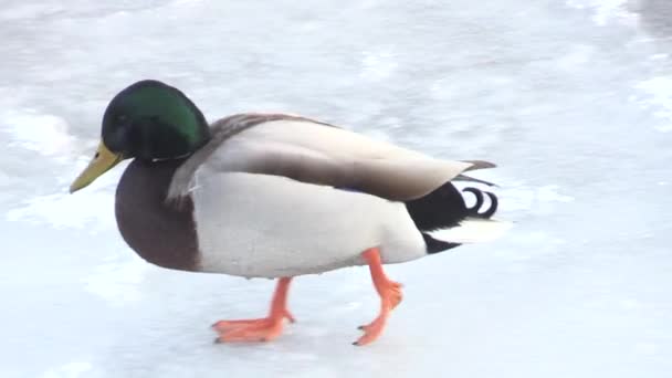 Pato no rio gelado — Vídeo de Stock